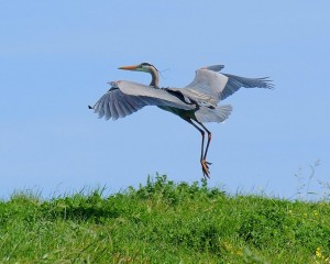 01Blue+Heron