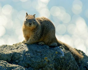 02Groundsquirrel