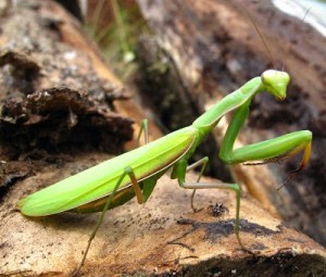 04Praying_mantis-1