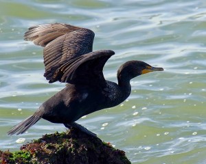 11+-+Cormorant