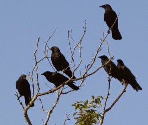 14crows