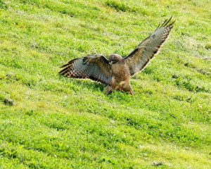 15+-+Raptor-Squirrel