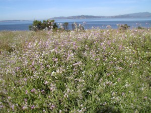 17-+Wildflowers+-+Facing+West