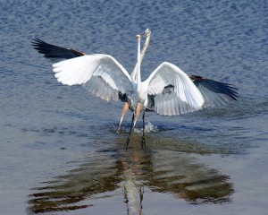 25Blue+Heron-Great+Egret